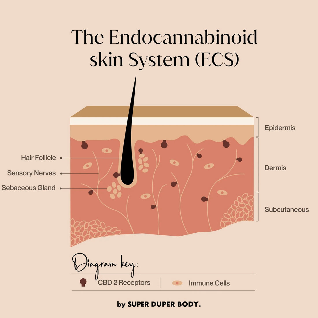 Exploring Cannabidiol in Natural Cosmetics: Unveiling the Secrets of CBD for Radiant Skin